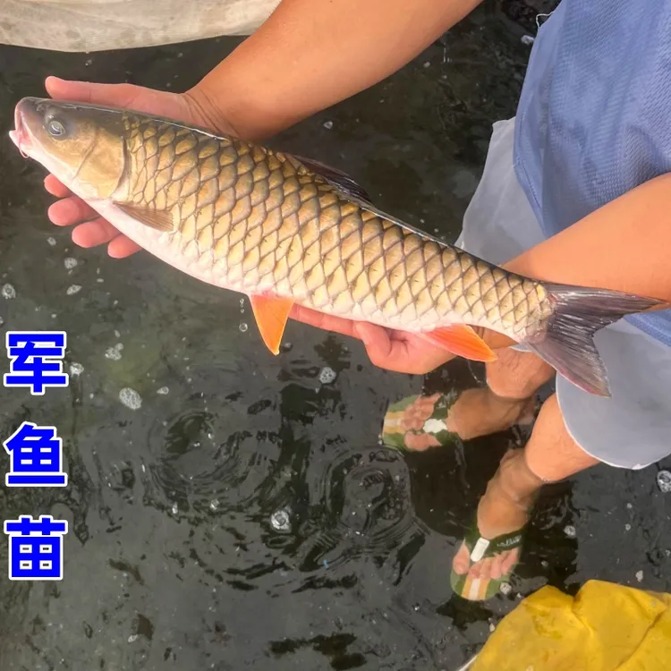 军鱼苗淡水养殖食用活体黄娟鱼苗青竹鲩鱼苗河石坚鱼苗倒刺鲅鱼苗