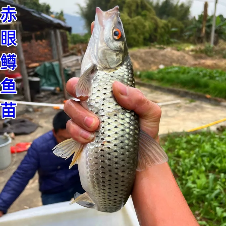 赤眼鳟鱼苗鱼生红眼鳟赤眼鱼适应性强淡水杂食性路亚放生鱼观赏鱼