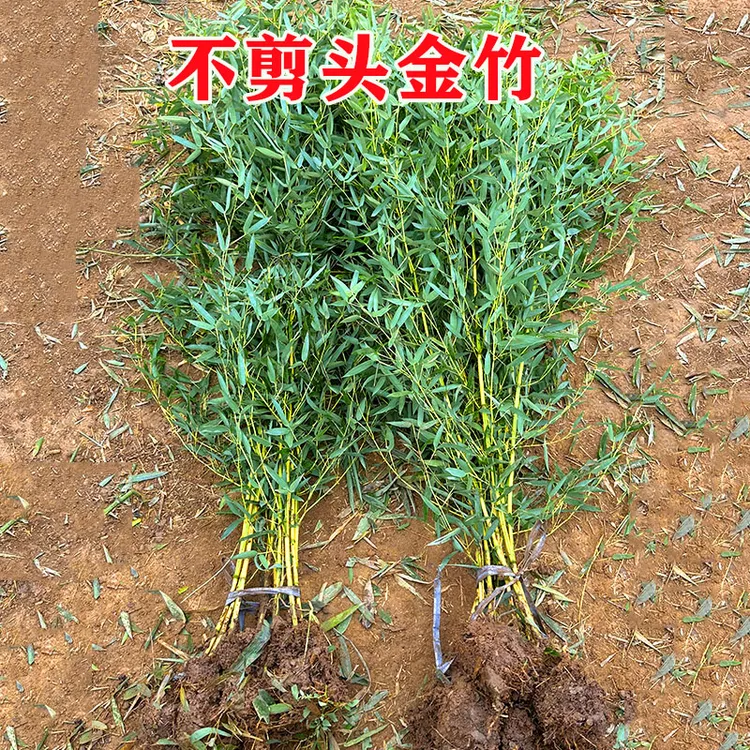 耐寒观赏竹子苗庭院四季青名贵竹子盆栽室内金竹紫竹景观绿罗汉竹