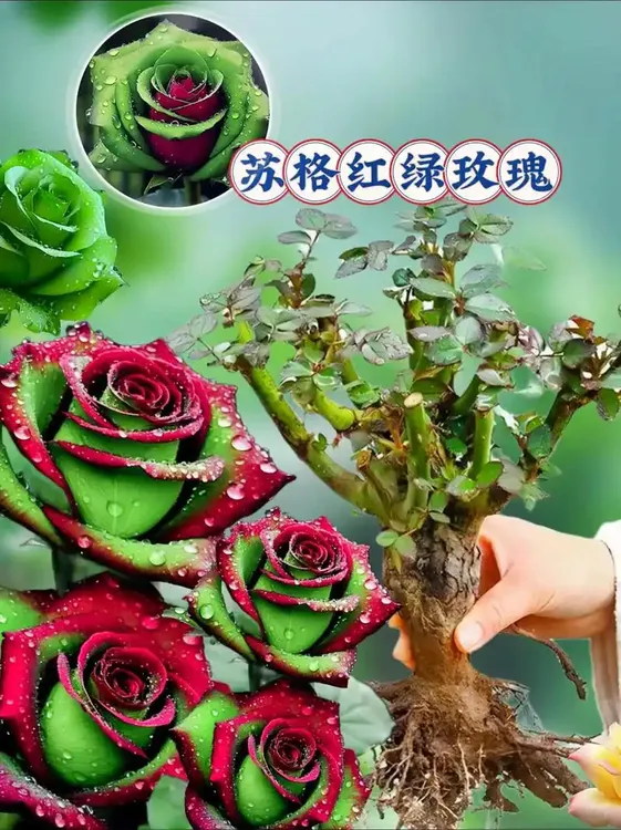 玫瑰花苗盆栽花卉观花植物室内外耐寒热易活浓香型月季树苗特大花