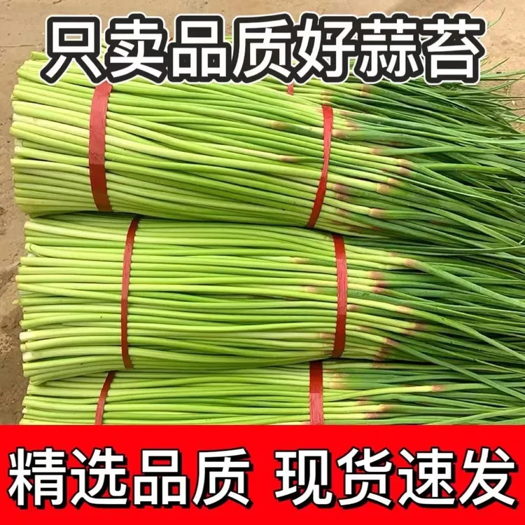 【新鲜蒜苔5-6月份当季】新鲜红帽蒜苔嫩蒜苔新鲜蔬菜蒜薹蔬菜5斤