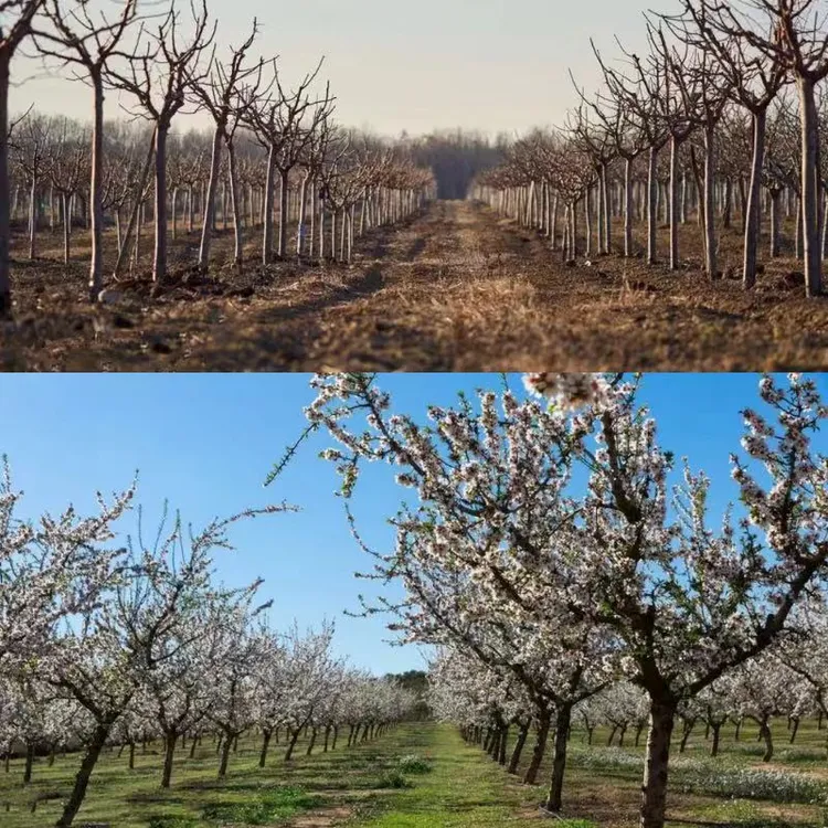 大果蜂糖李子西梅李大红袍李子树苗南方北方盆栽地栽无花果树苗
