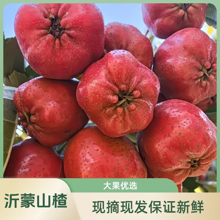 鲜果山楂现摘大五楞山楂糖葫芦专用山楂