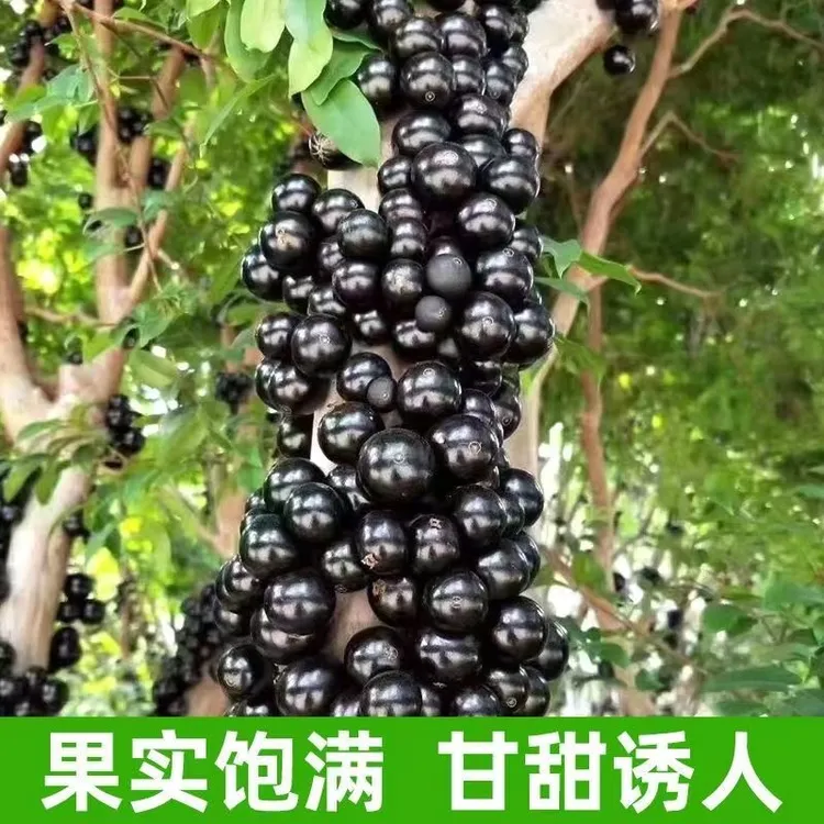 四季艾斯卡嘉宝果树苗沙巴带土带叶
