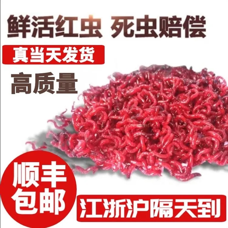 鲜活红虫特大号公虫活体活饵喂鱼拉饵鲫鱼野钓黑坑钓鱼蚯蚓鱼饵
