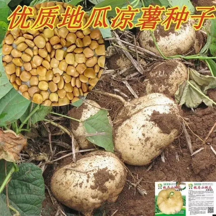 【开春大促】【7天出芽】【秋冬种植】水果地瓜凉薯种子四今年新品
