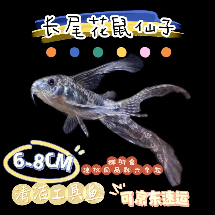 长尾花鼠仙子稀有群游老鼠鱼稀缺长鳍长尾底栖工具鱼花椒鼠鱼活体