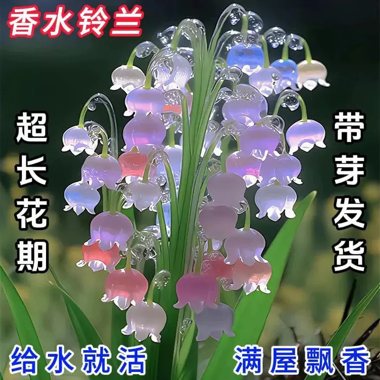 【超长花期】新品花卉铃兰带芽花苗浓香型水养土养盆栽绿植阳台花卉