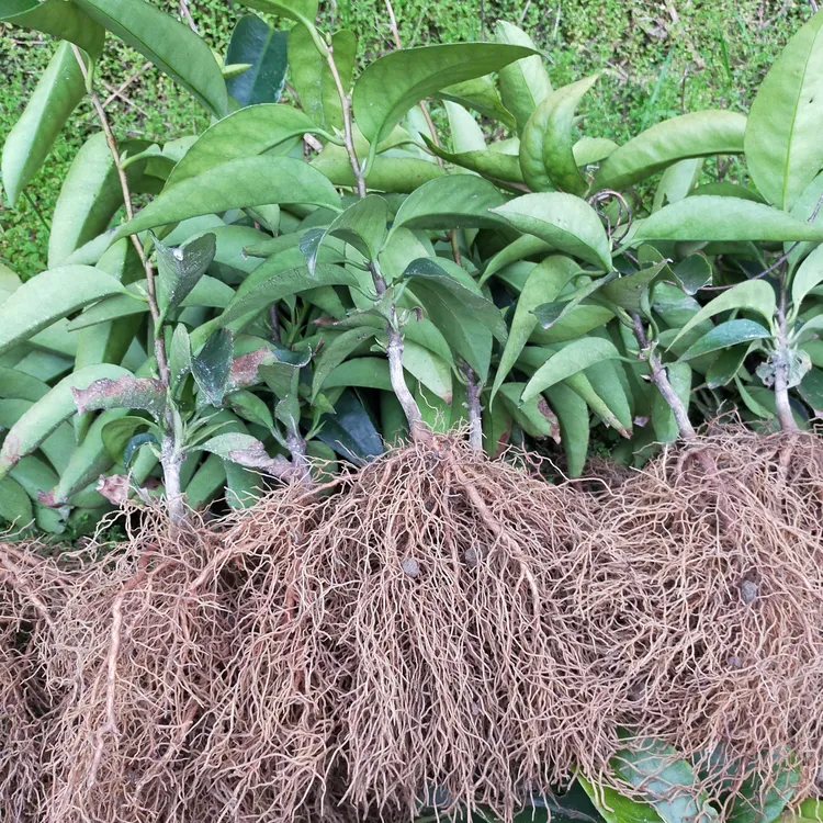 黑老虎果苗 五味子 布福娜大血藤酒饭团爬藤抗霜冻南北方种植树苗