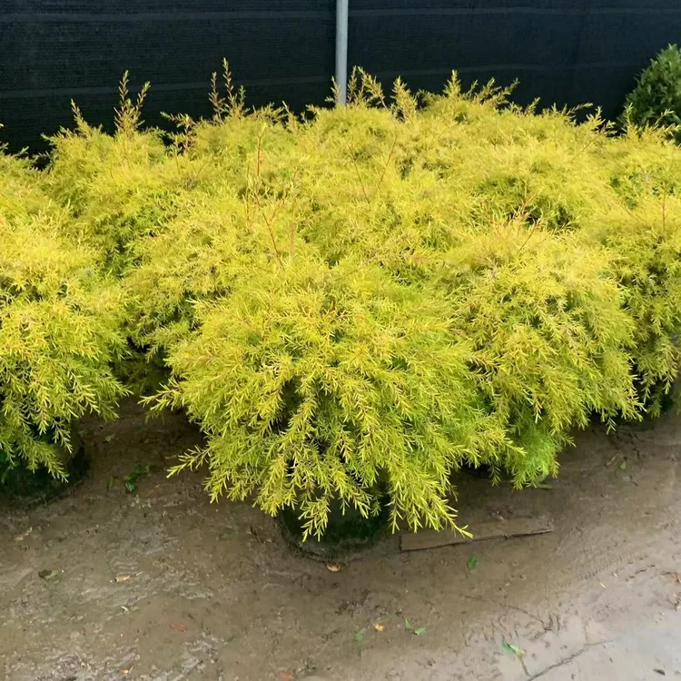 黄金香柳树苗花镜植物庭院花园多年生木本植物四季青黄金香柳盆栽