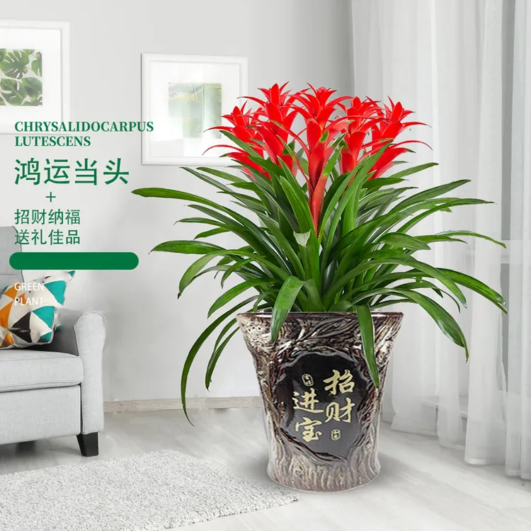 大型鸿运当头盆栽花凤梨红掌年宵花卉室内绿植办公室开业乔迁送礼