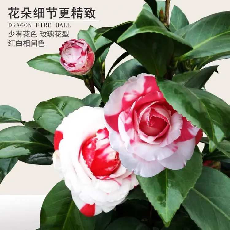 吉普赛女郎茶花四季绿植花卉盆栽阳台庭院客厅植物包邮