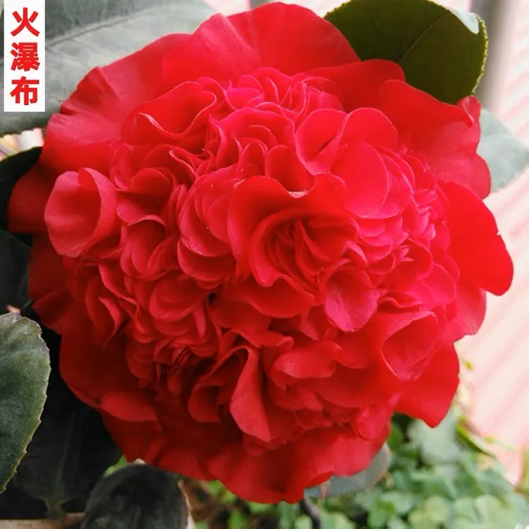 火瀑布茶花重瓣红色大花牡丹型盆栽阳台庭院绿植山茶花花卉包邮