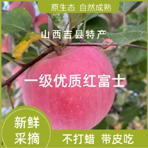 25年新果吉县新鲜红富士苹果80m大果 脆甜多汁净重8.5斤