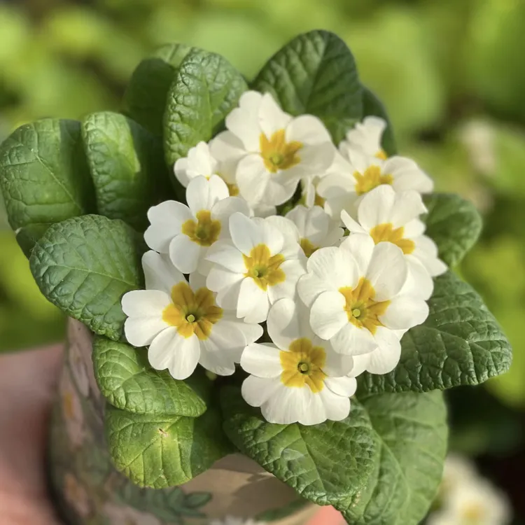 报春花盆栽花卉冬季耐寒带花苞阳台室内庭院花园好养易活欧洲喜光