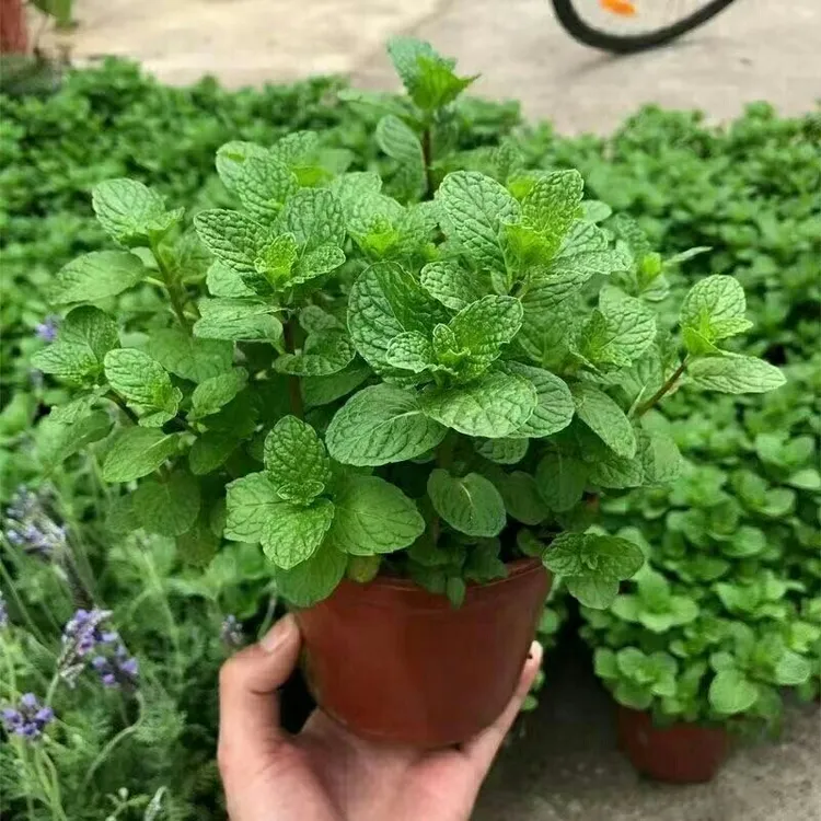 可食用薄荷盆栽驱蚊驱虫室内办公室阳台绿植植物好养易活净化空气