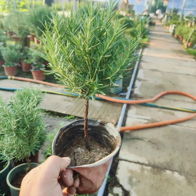 棒棒糖型迷迭香盆栽独杆老桩新鲜可食用牛排伴侣桌面香草植物驱蚊