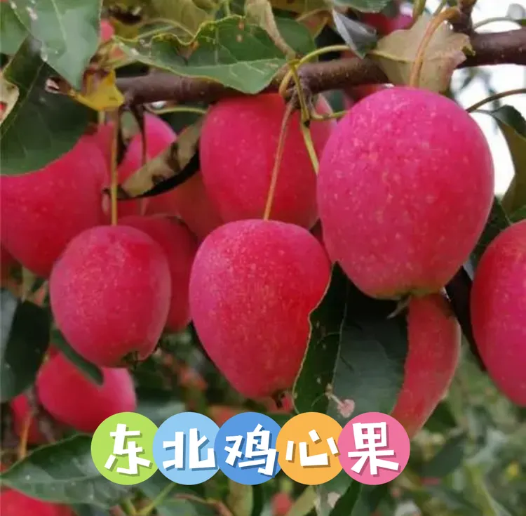 东北特产鸡心果锦绣海棠果现采摘现发货