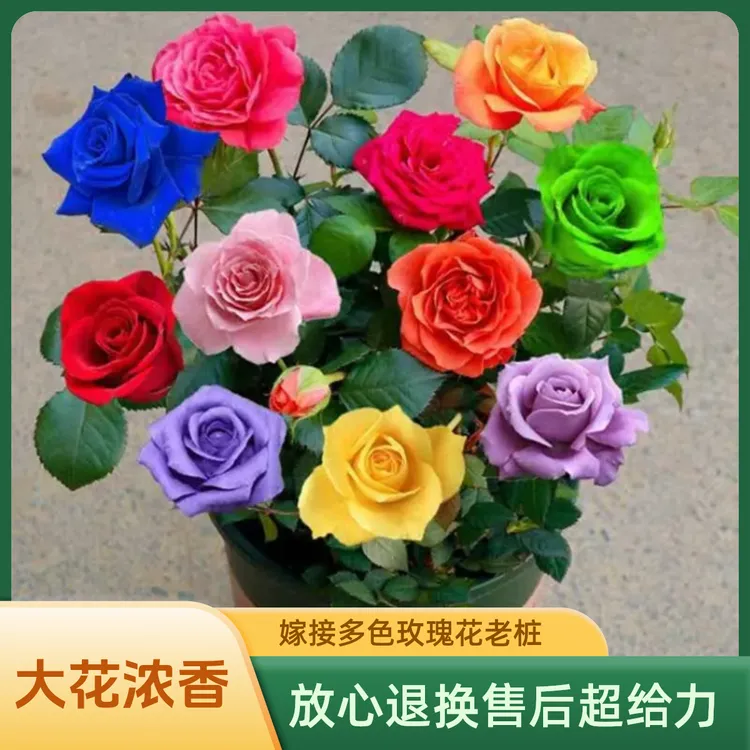 直发嫁接多色玫瑰花老桩老根四季开花月季室内外绿植盆栽大花浓香