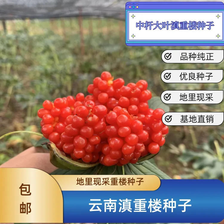 【滇重楼种子】带壳高产现采七叶一支花大叶中杆矮杆高杆滇重楼种子