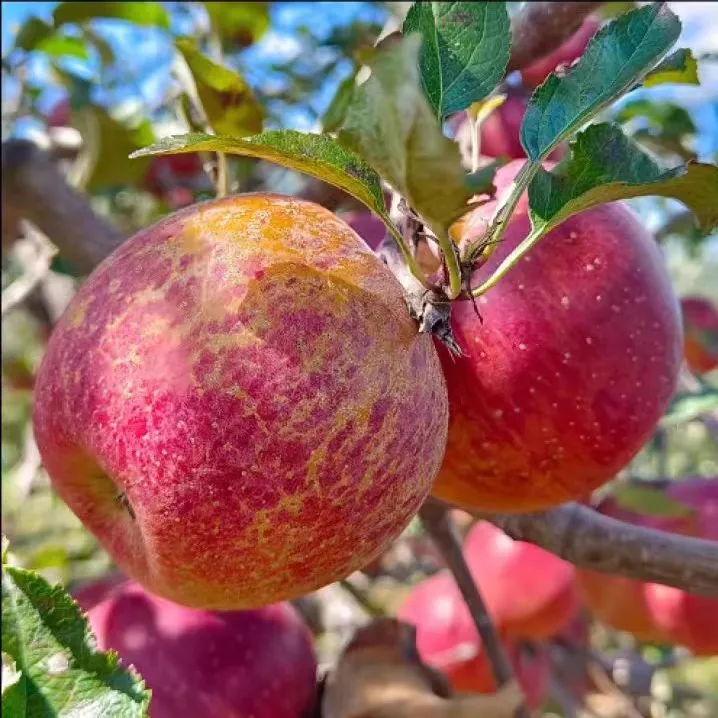 四川大凉山老树糖心苹果净重5/8斤产地直发新鲜脆甜脆甜现摘现发