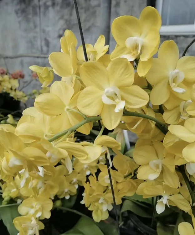 绿圣香妃高端蝴蝶兰花卉3.5寸杯无花剑