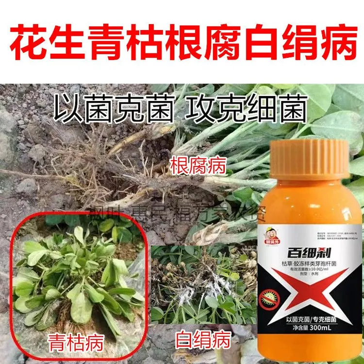  花生青枯病根腐病白绢病细菌性叶枯病褐斑病茎腐病枯萎病黑斑病
