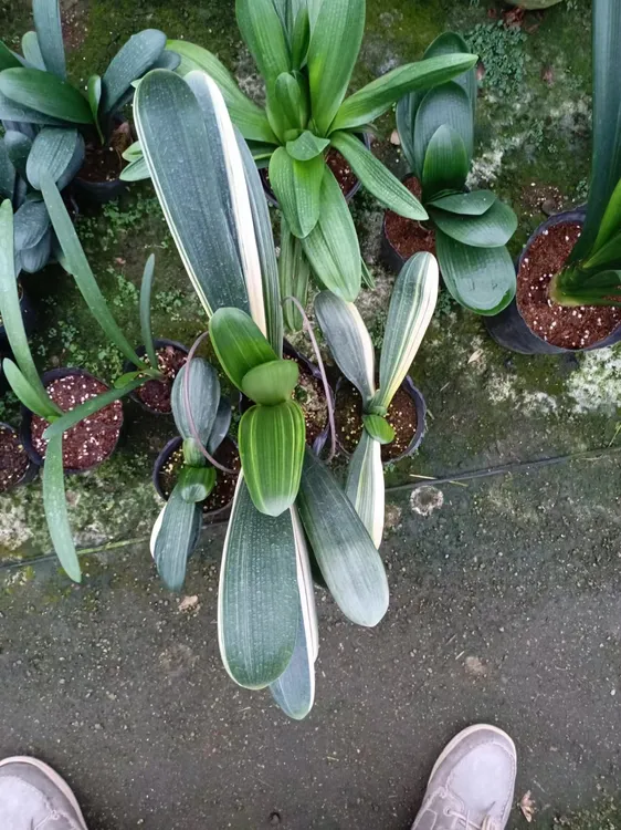 彩叶君子兰金丝佛光鸳鸯君子兰观叶观花室内花卉