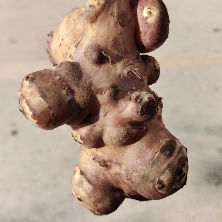 东北鬼头姜 新鲜采摘 腌咸菜 拌凉菜 二斤包邮顺丰