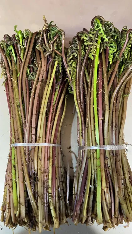 东北山菜新鲜猴腿菜 山野菜500克包邮顺丰