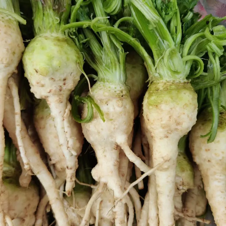 东北芹菜根 新鲜芹菜根 三斤包邮顺丰