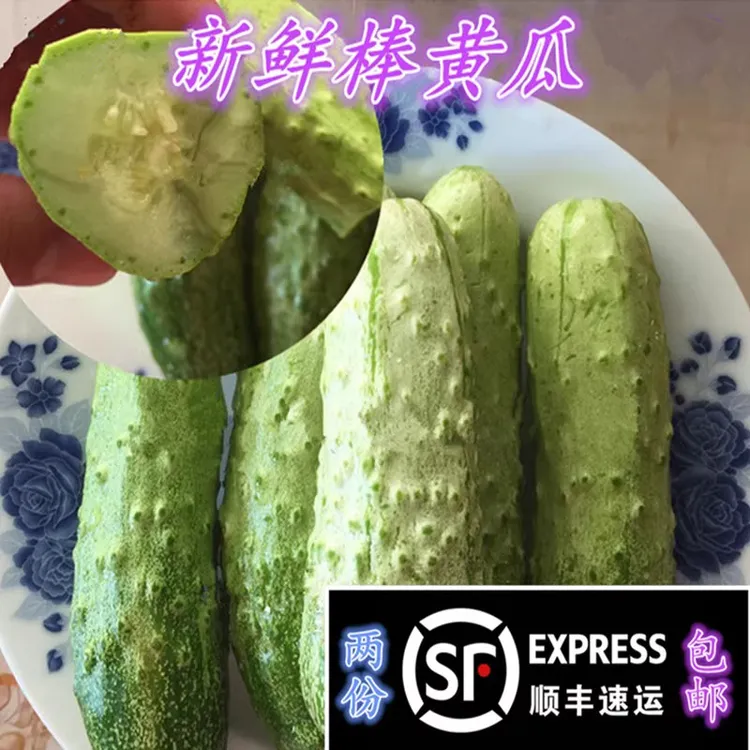 天天特价棒黄瓜新鲜蔬菜小黄瓜东北农家旱黄瓜素食用1000克包邮