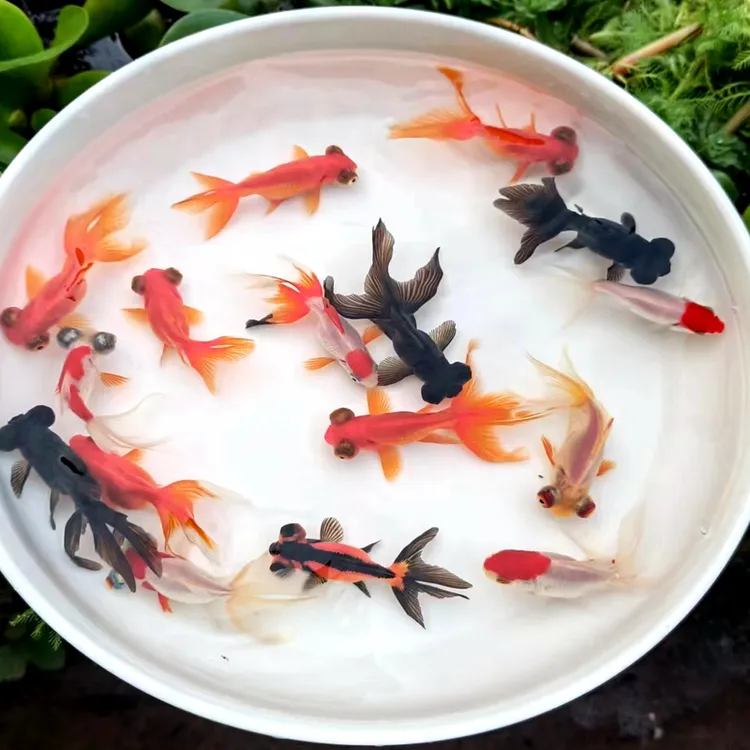 小金鱼小型龙睛金鱼冷水好养易活耐活淡水鱼包邮观赏鱼好养耐活