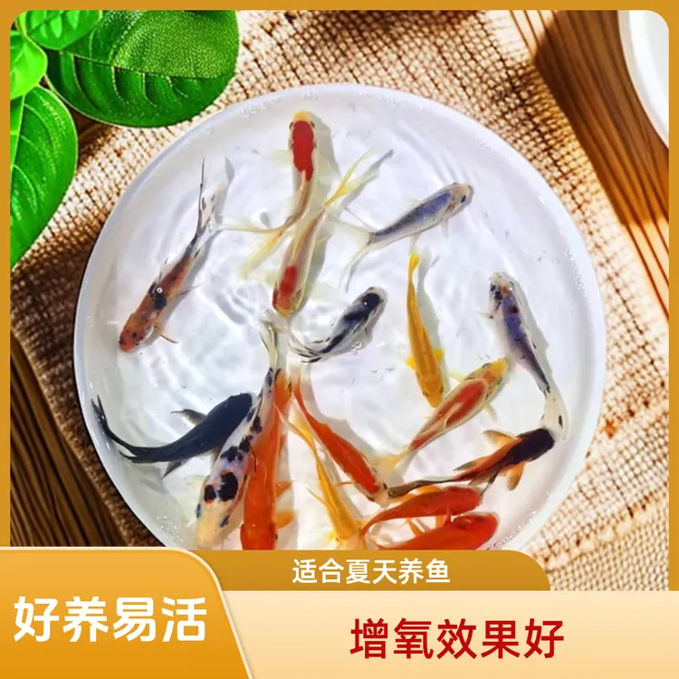 淡水小金鱼苗好养易活锦鲫草金金鱼包邮小鱼缸观赏鱼金鱼观赏鱼