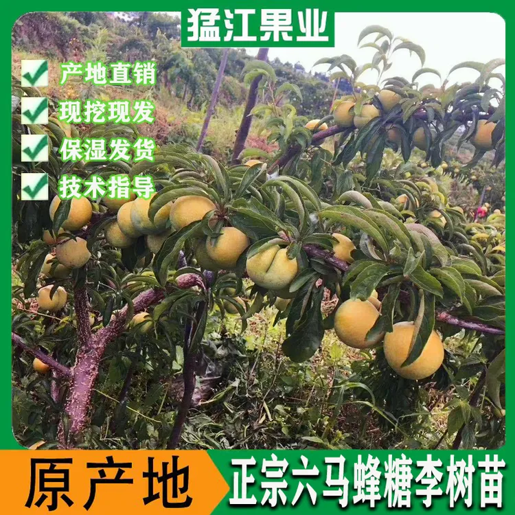 贵州正宗六马蜂糖李子树苗果苗果树盆栽地栽正宗蜂糖李原产地直发商品图