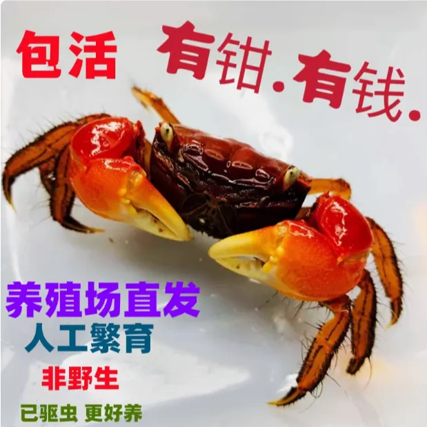 红鳌相手蟹淡水蟹宠物蟹活体宠物观赏招财蟹儿童宠物深水蟹萌宠