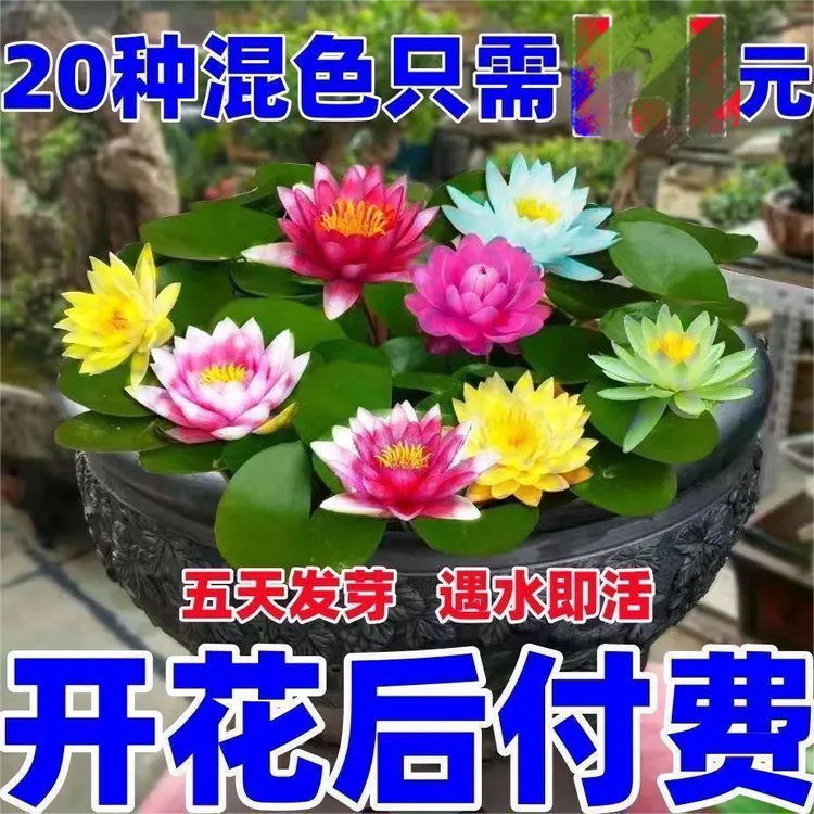 四季碗莲种子四季开花水培水草植物睡莲室内好养盆栽鱼缸花卉种籽