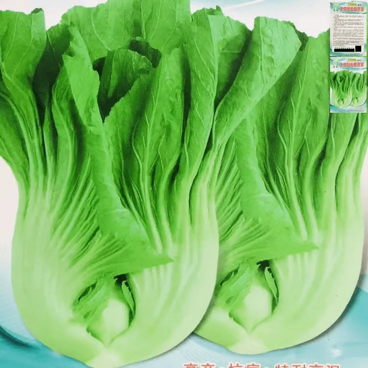 【可越冬】大肉包心芥菜种籽甜芥菜籽腌制酸菜高产早熟大芥菜种子