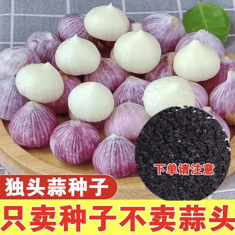 独头蒜种子四季紫皮大蒜种子圆头蒜种植播种阳台农家盆栽蔬菜种子