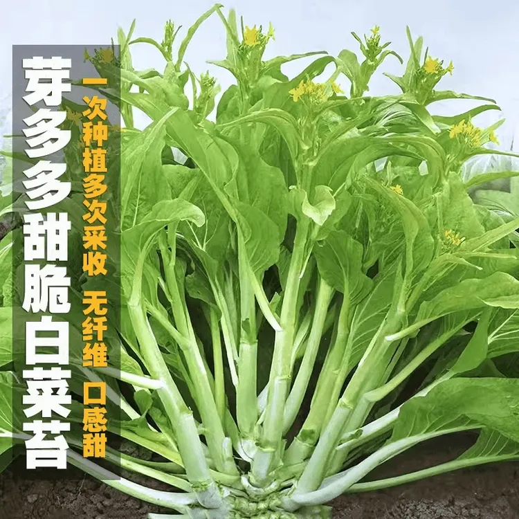 早熟白菜苔种子分多苔芽粗秋冬播种阳台庭院脆嫩可口蔬菜种籽大全