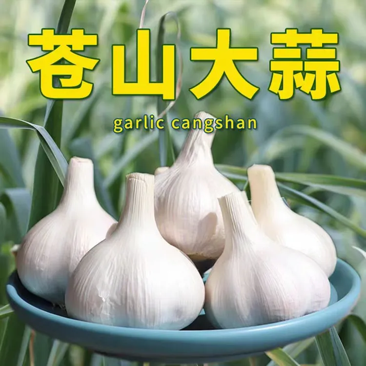 正宗山东大蒜  苍山四六瓣  干蒜