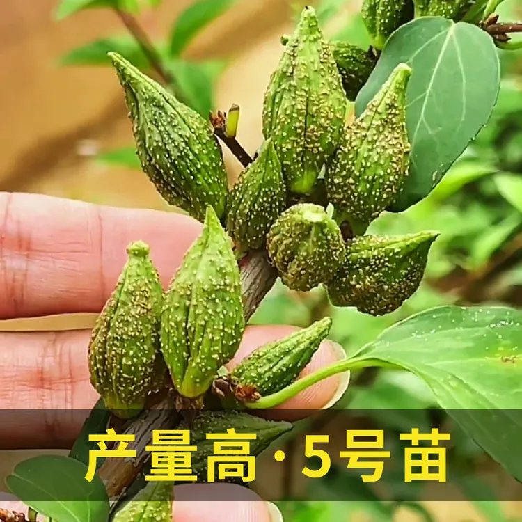 连翘苗连翘树苗5号连翘树苗连翘苗大果连翘苗现挖现发保湿包邮