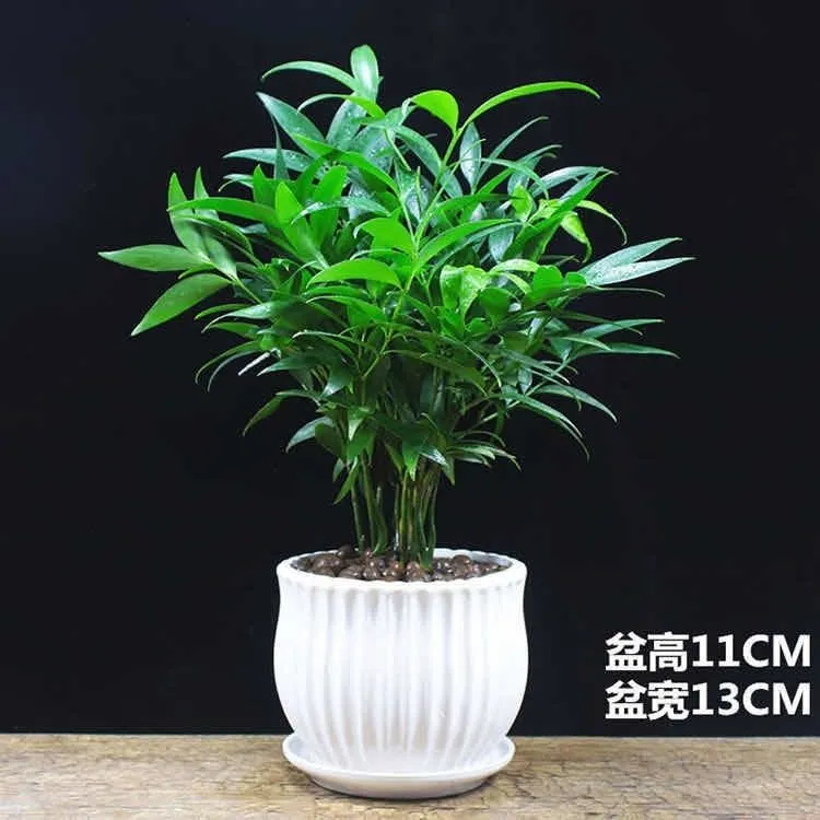 竹柏平安竹盆栽室内驱蚊植物清香绿植驱虫净化空气好养长寿竹树苗