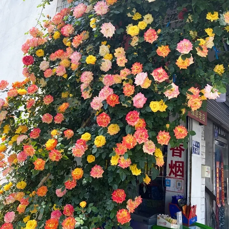 1.5米-2米高 顺丰快递 藤彩虹 藤本月季花盆栽庭院爬墙四季开花