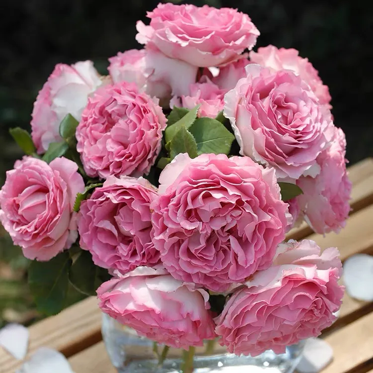 1.5-2米高顺丰快递 罗衣 爬藤月季四季开蔷薇大花浓香庭院阳台