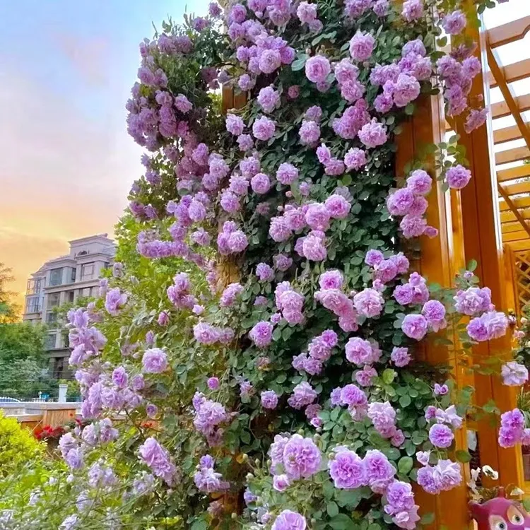 1.4米-2米高 顺丰快递 阴雨 爬藤蔷薇月季盆栽庭院阳台四季开