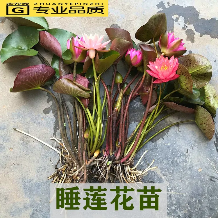 大睡莲根块四季种植迷你水培植物蓝色睡莲室外盆栽花卉带花苞