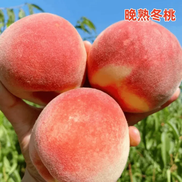 晚熟冬桃树苗盆栽嫁接果树果苗室外耐寒地栽南方北方栽种当年结果