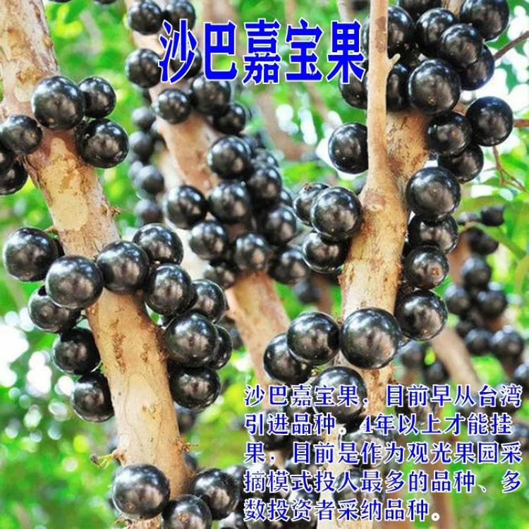 带土带叶树葡萄树苗嘉宝果苗树葡萄苗沙巴嘉宝果树葡萄树苗果树苗
