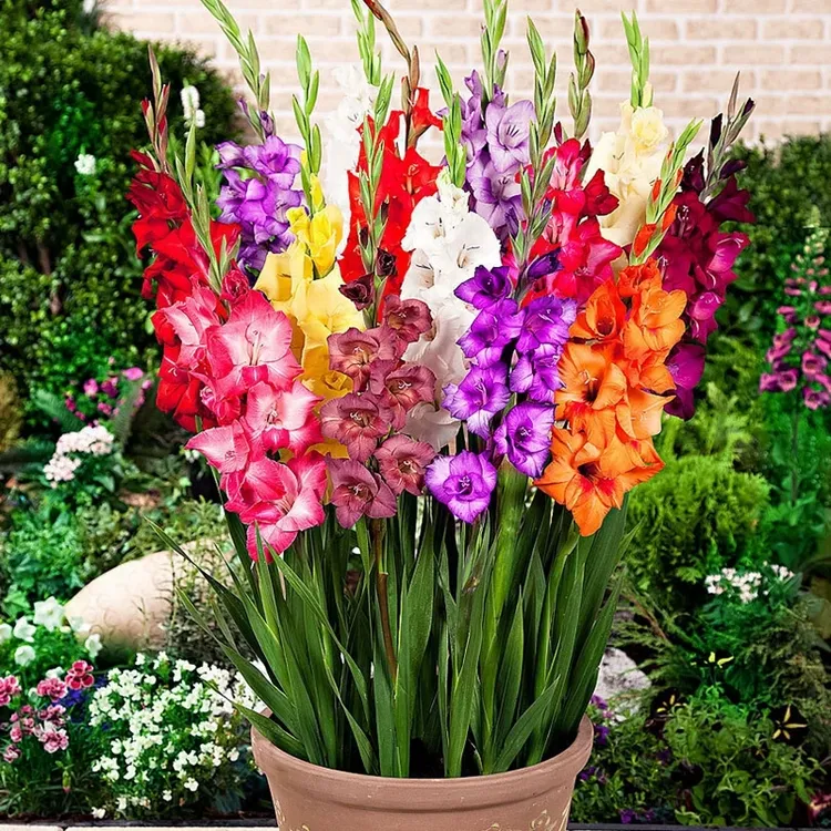进口剑兰种球花苗多年生花卉菖兰花球唐菖蒲种球四季庭院当年开花